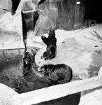 Des ours au zoo de Vincennes.  - Vincennes (94)  - 1931