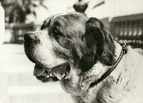 Photographie d'un chien de race, par Raoul Barba  - Monaco (Monte-Carlo)  - 1931