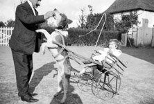Une charrette  chien transportant un enfant.  - 1920
