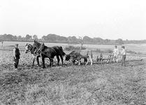 Le Tremblay, travaux des champs, des ouvriers agricoles labourent un champs avec un attelage mixte (chevaux et bufs)  - Saint-Roch (37)  - 1915