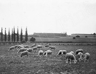 Un troupeau de moutons  - Villentrois (36)  - 1895
