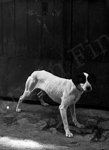 Les chiens du ch�teau d'Isor�  - Huismes (37)  - 1907