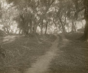 Une forêt méditerranéenne.  - Grèce (Corfou)  - 1923