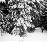Une femme pose prs de sapins recouverts de neige.  - 1928